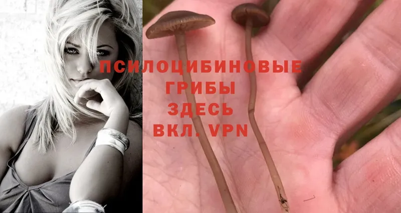 Галлюциногенные грибы Psilocybine cubensis  наркотики  omg вход  Кашира 